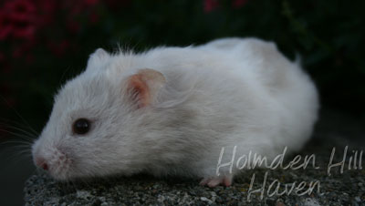 Mirage- Silver Dove Tortoiseshell and White (Banded) Longhaired